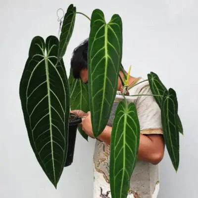 anthurium warocqueanum vzacna izbova rastlina