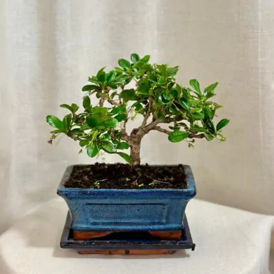 Bonsai Čaj fuki / Carmona microphylla