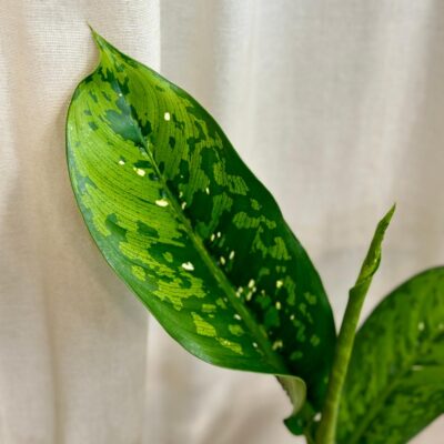 Dieffenbachia ‘Crocodile’ Dieffenbachia ‘Crocodile’