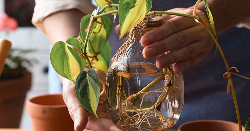 Hydroponické a semi-hydroponické pestovanie izbových rastlín hydroponicke pestovanie izbovych rastlin 1 Plantizia.sk