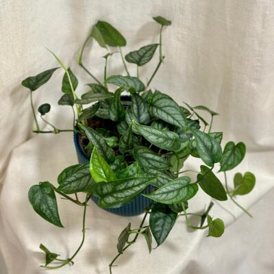 Monstera siltepecana veľká monstera siltepecana velka