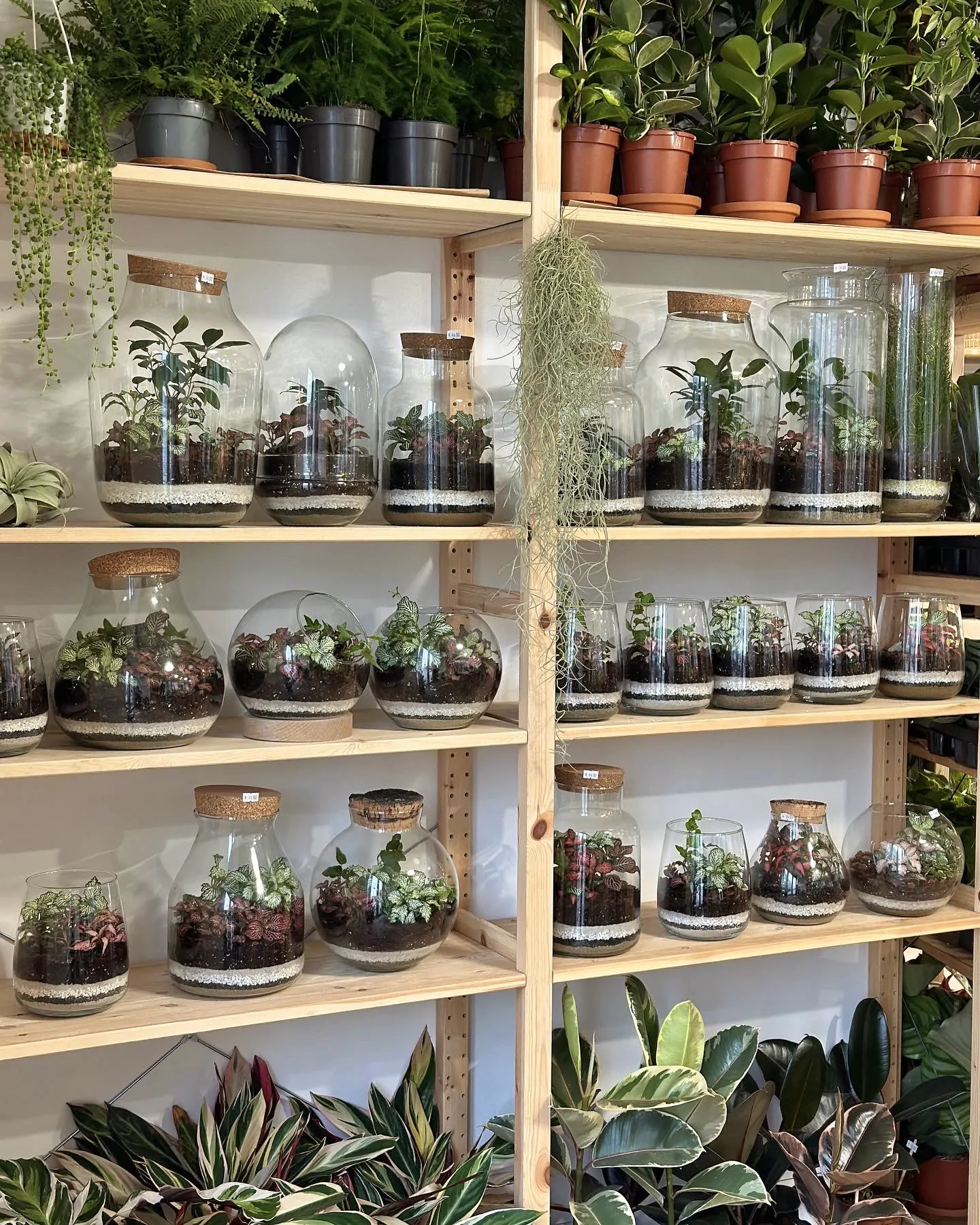 rastlinne terarium ako si vyrobit