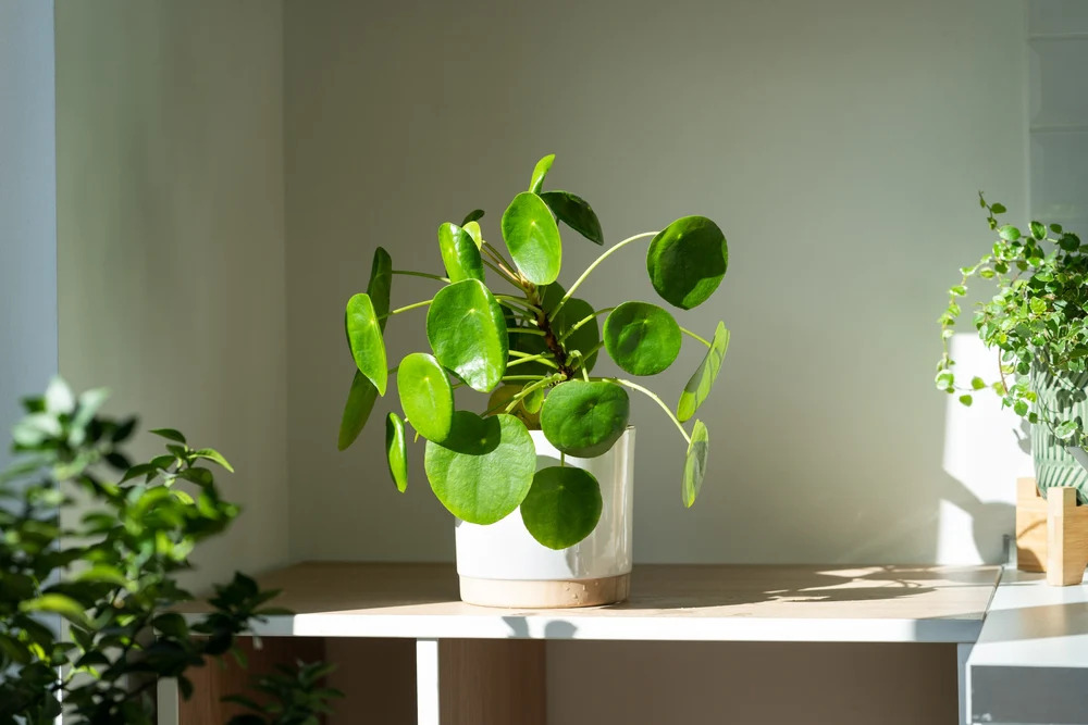pilea nenarocne izbove rastliny vhodne pre zaciatocnikov