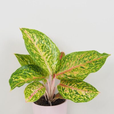Aglaonema ‘Forest Pink’ Aglaonema Forest Pink farebna izbova rastlina