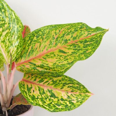 Aglaonema ‘Forest Pink’ Aglaonema Forest Pink farebna izbova rastlina