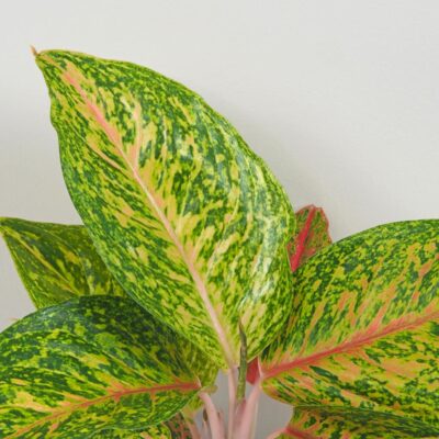 Aglaonema ‘Forest Pink’ Aglaonema Forest Pink farebna izbova rastlina