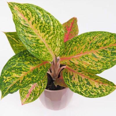 Aglaonema ‘Forest Pink’ Aglaonema Forest Pink farebna izbova rastlina