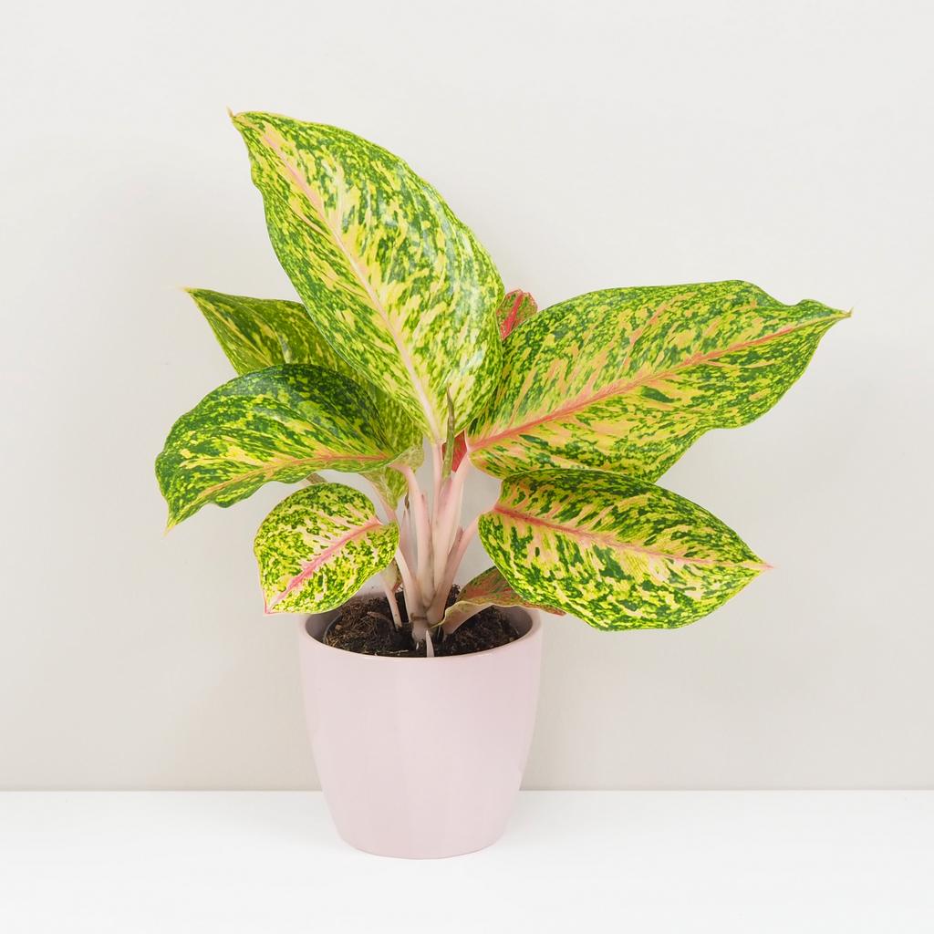 Aglaonema ‘Forest Pink’