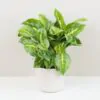 Aglaonema ‘Lemon Mint’ maxi Aglaonema Lemon Mint velka nenarocna izbova rastlina