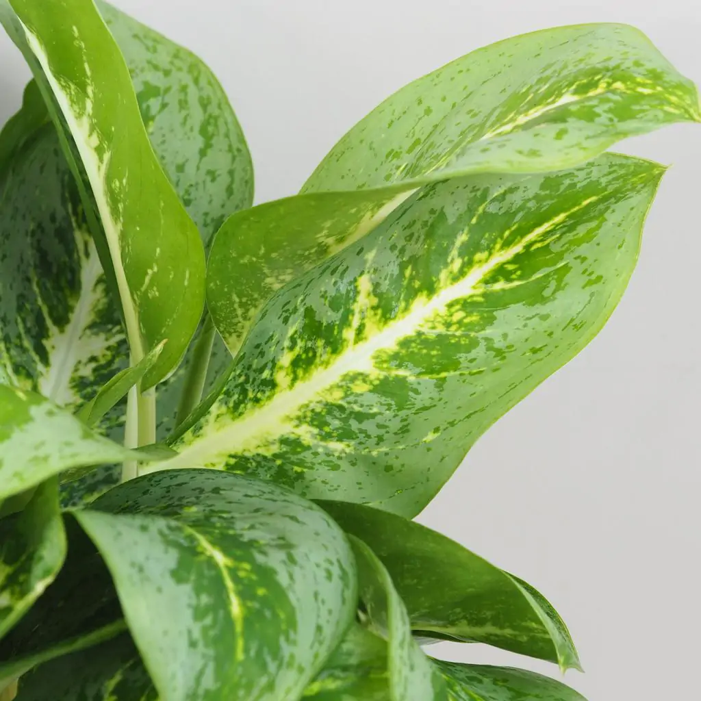 Aglaonema ‘Lemon Mint’ maxi Aglaonema Lemon Mint velka nenarocna izbova rastlina