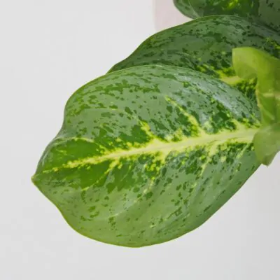 Aglaonema ‘Lemon Mint’ maxi Aglaonema Lemon Mint velka nenarocna izbova rastlina