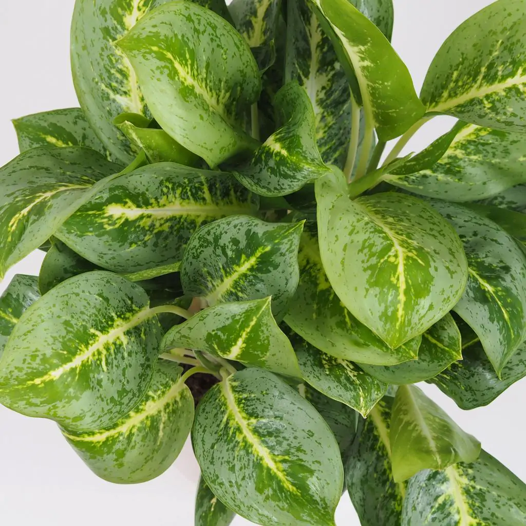 Aglaonema ‘Lemon Mint’ maxi Aglaonema Lemon Mint velka nenarocna izbova rastlina