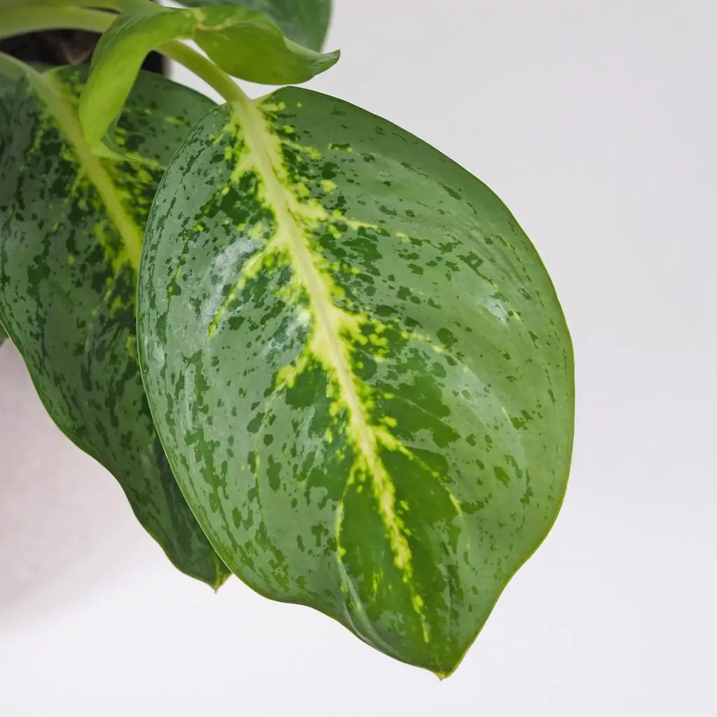 Aglaonema ‘Lemon Mint’ maxi Aglaonema Lemon Mint velka nenarocna izbova rastlina