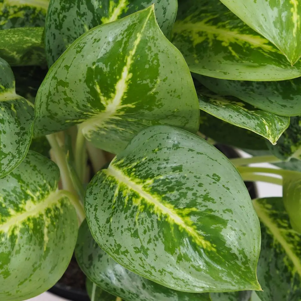 Aglaonema ‘Lemon Mint’ maxi Aglaonema Lemon Mint velka nenarocna izbova rastlina