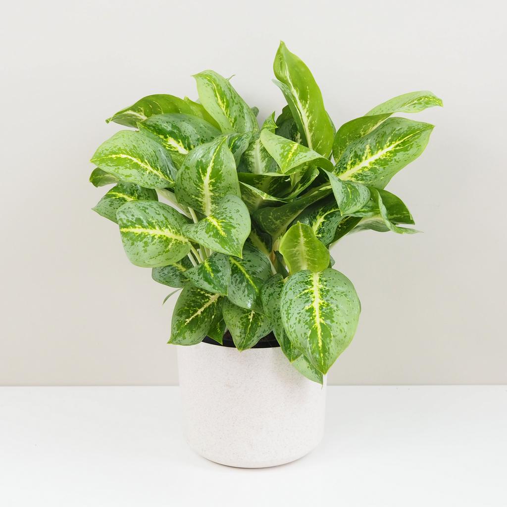 Aglaonema ‘Lemon Mint’ maxi