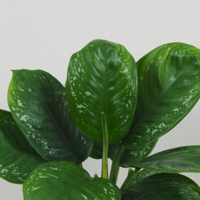 Aglaonema ‘Onyx Green’ maxi Aglaonema Onyx Green velka zelena nenarocna izbova rastlina