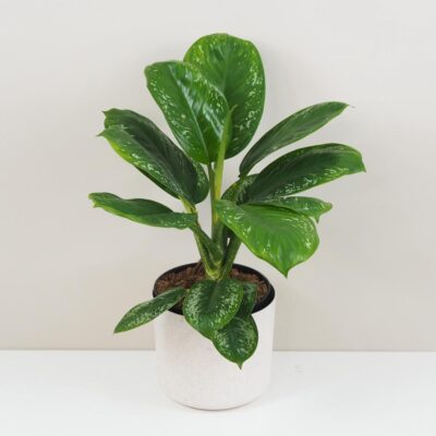 Aglaonema ‘Onyx Green’ maxi Aglaonema Onyx Green velka zelena nenarocna izbova rastlina
