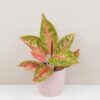 Aglaonema ‘Romance Red’ Aglaonema Romance Red farebna nenarocna izbova rastlina