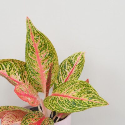 Aglaonema ‘Romance Red’ Aglaonema Romance Red farebna nenarocna izbova rastlina