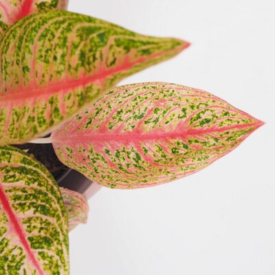 Aglaonema ‘Romance Red’ Aglaonema Romance Red farebna nenarocna izbova rastlina