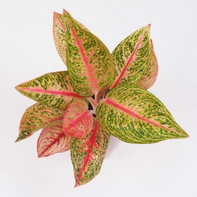 Aglaonema ‘Romance Red’ Aglaonema Romance Red farebna nenarocna izbova rastlina