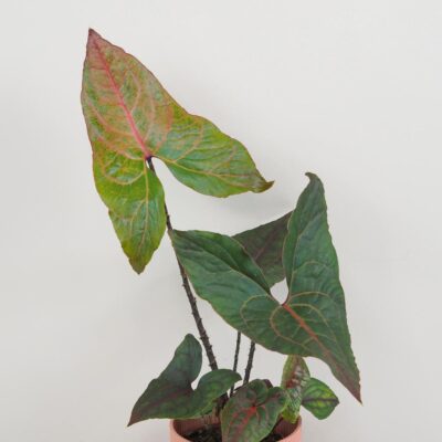 Alocasia ‘Black Jack’ veľká Alocasia Black Jack Cyrtosperma johnstonii raritna izbova rastlina