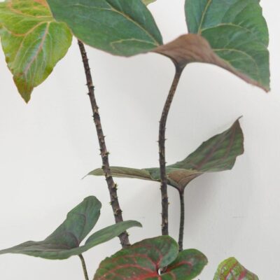 Alocasia ‘Black Jack’ veľká Alocasia Black Jack Cyrtosperma johnstonii raritna izbova rastlina