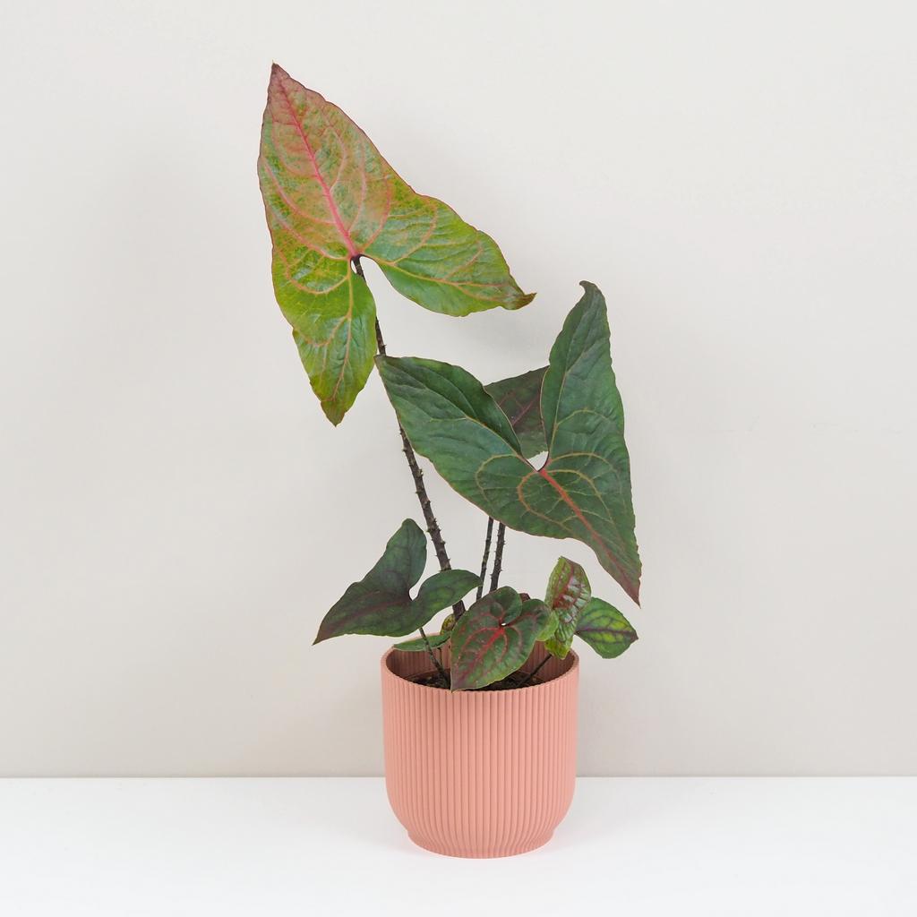 Alocasia ‘Black Jack’ veľká