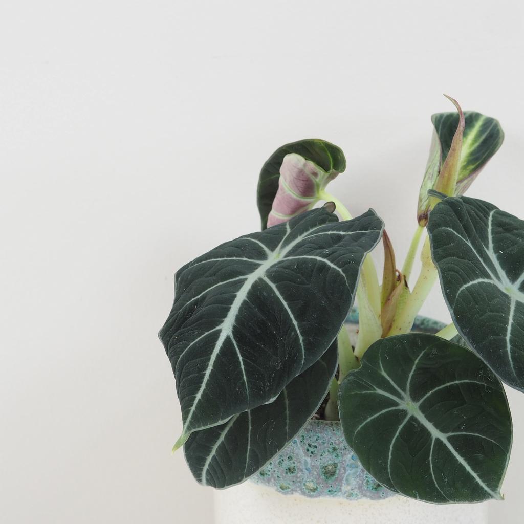 Alocasia reginula ‘Black velvet’ veľká Alocasia reginula Black velvet cierna alokazia izbova rastlina