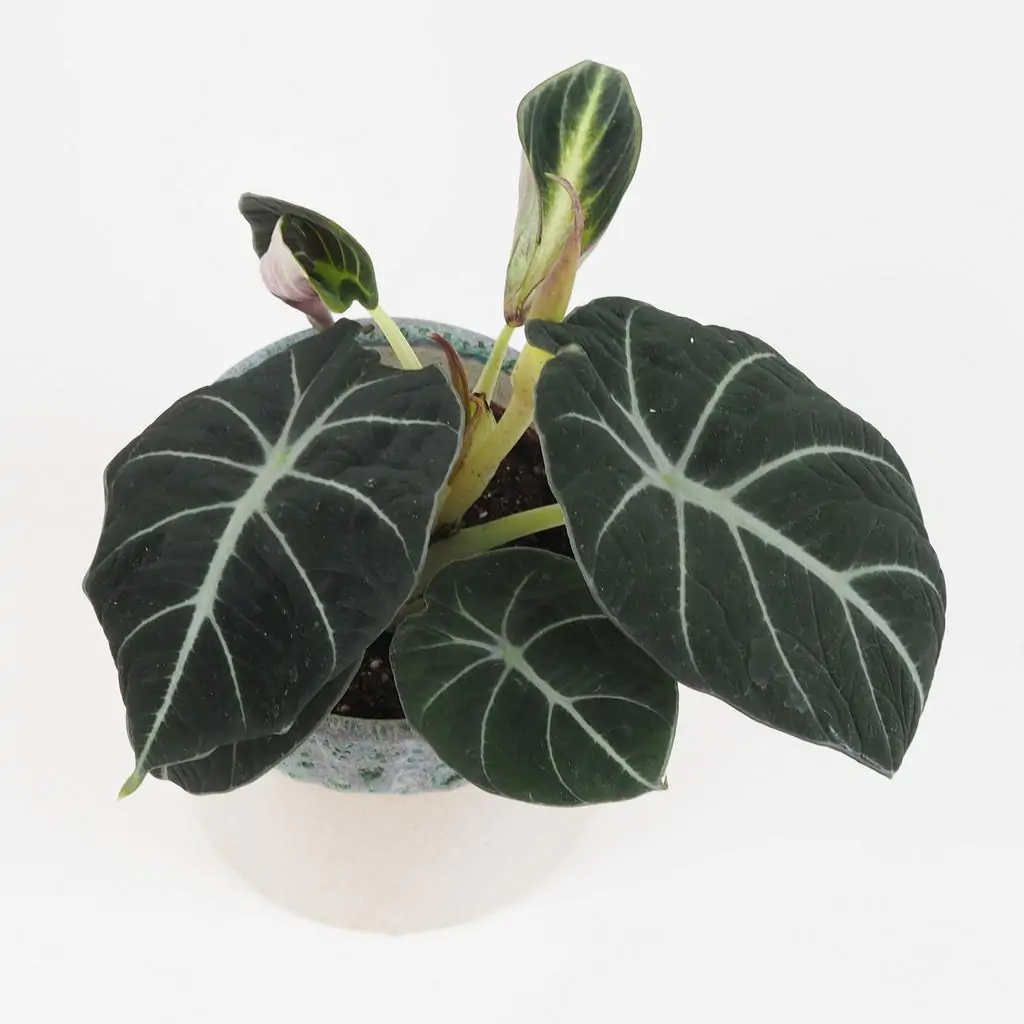 Alocasia reginula ‘Black velvet’ veľká Alocasia reginula Black velvet cierna alokazia izbova rastlina