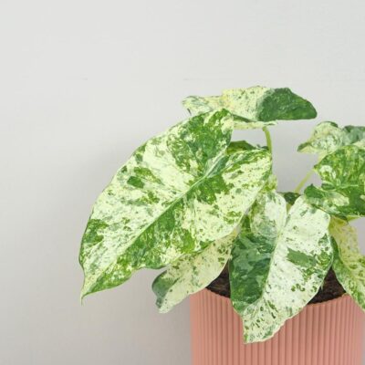 Alocasia odora ‘Batik Variegata’ veľká Alocasia odora Batik Variegata vzacna panasovana alokazia