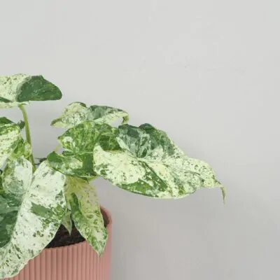 Alocasia odora ‘Batik Variegata’ veľká Alocasia odora Batik Variegata vzacna panasovana alokazia