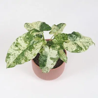 Alocasia odora ‘Batik Variegata’ veľká Alocasia odora Batik Variegata vzacna panasovana alokazia