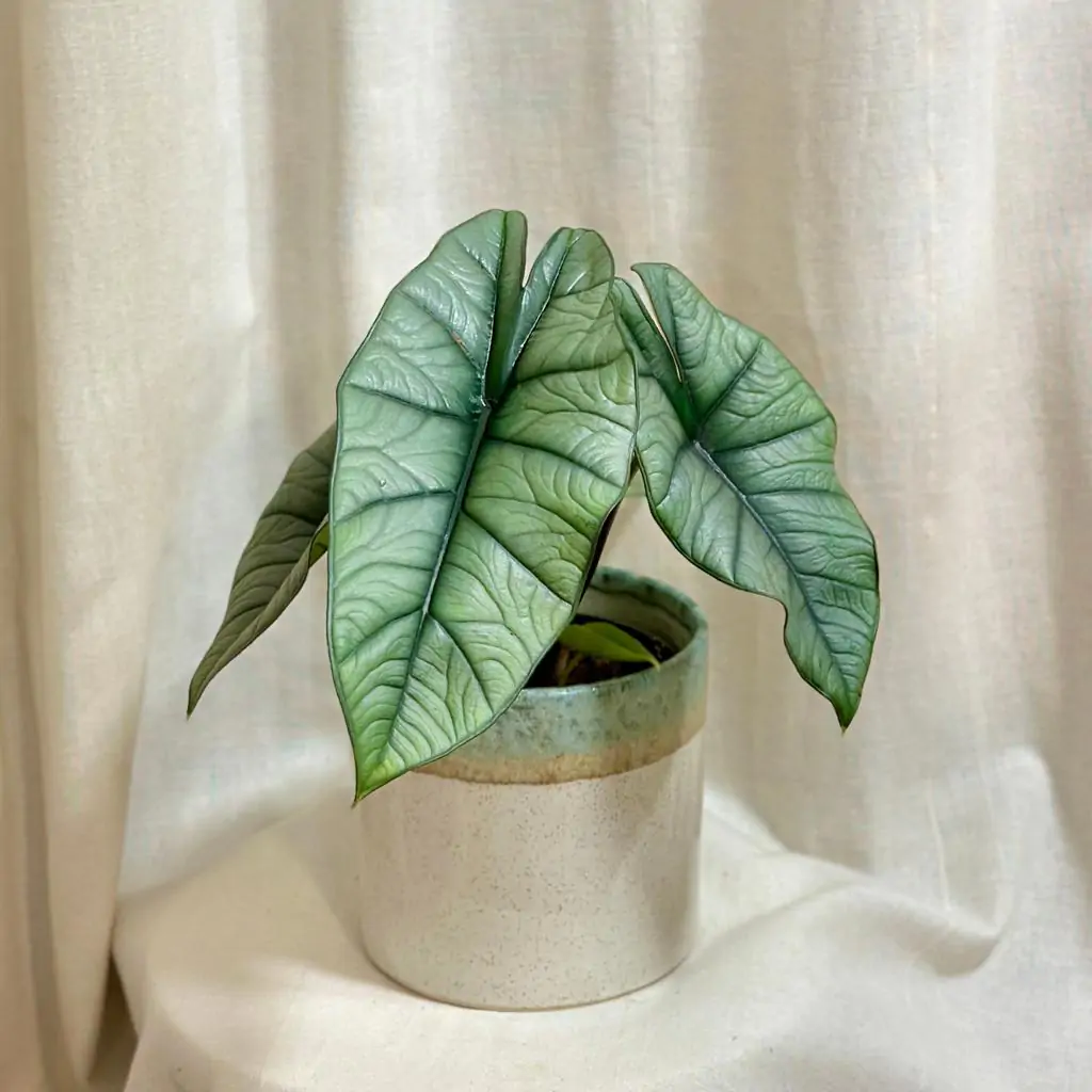 Alocasia ‘Platinum’ veľká