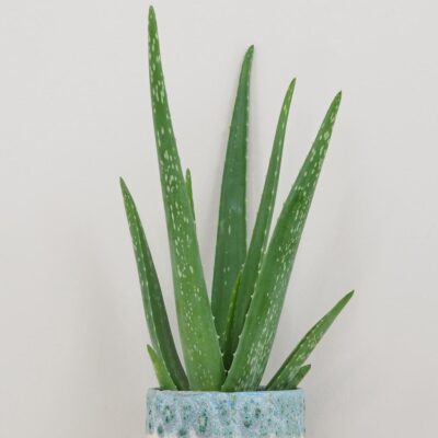 Aloe vera aloe vera lieciva izbova rastlina