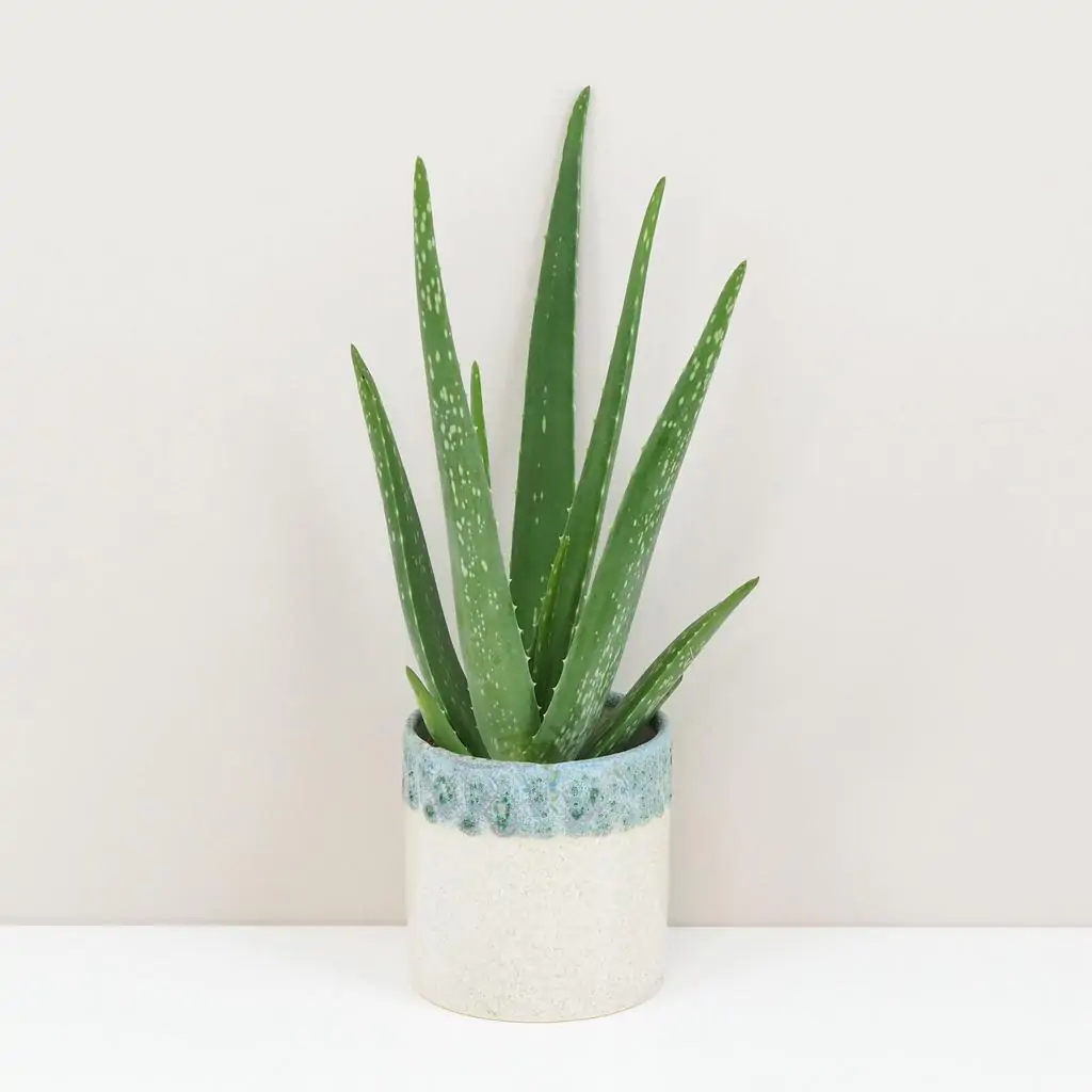 Aloe vera
