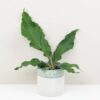 Anthurium crassinervium Karma Birdnest veľké