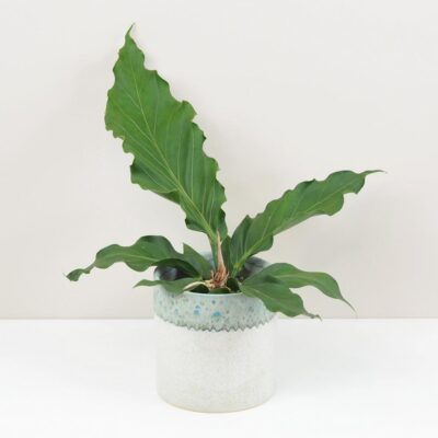 Anthurium crassinervium ‘Karma Birdnest’ veľké Anthurium crassinervium Karma Birdnest veľké