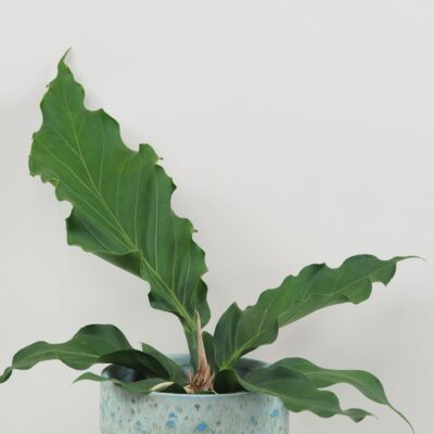 Anthurium crassinervium ‘Karma Birdnest’ veľké Anthurium crassinervium Karma Birdnest veľké