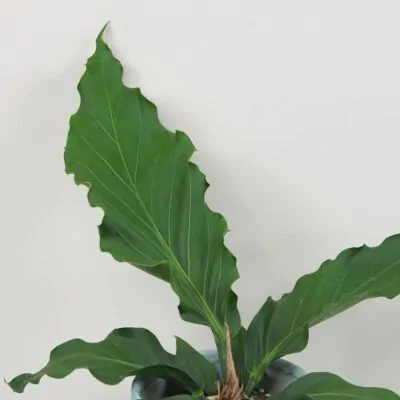 Anthurium crassinervium ‘Karma Birdnest’ veľké Anthurium crassinervium Karma Birdnest veľké