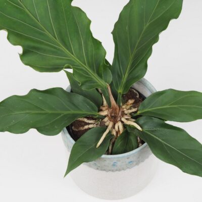 Anthurium crassinervium ‘Karma Birdnest’ veľké Anthurium crassinervium Karma Birdnest veľké