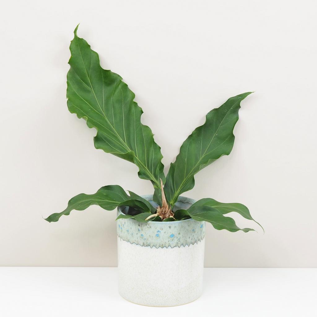 Anthurium crassinervium ‘Karma Birdnest’ veľké
