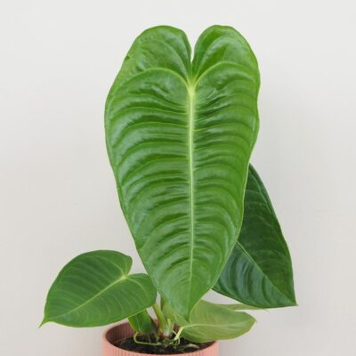 Anthurium veitchii veľké Anthurium veitchii velke vzacne izbove rastliny