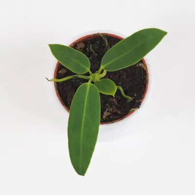 Anthurium warocqueanum malé