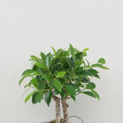 Bonsai Ficus retusa interierove bonsaje