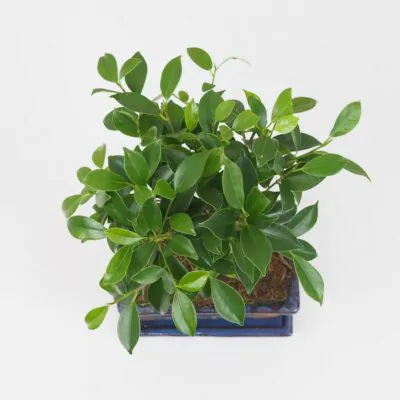 Bonsai Ficus retusa interierove bonsaje