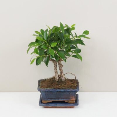 Bonsai Ficus retusa interierove bonsaje