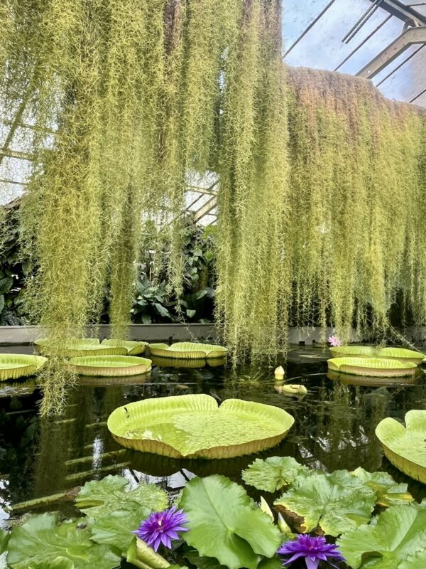 Botanická záhrada Bratislava botanicka zahrada v bratislave sklennik tropicke rastliny