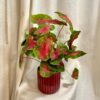 Caladium ‘Fast Flash’ veľké caladium Fast Flash