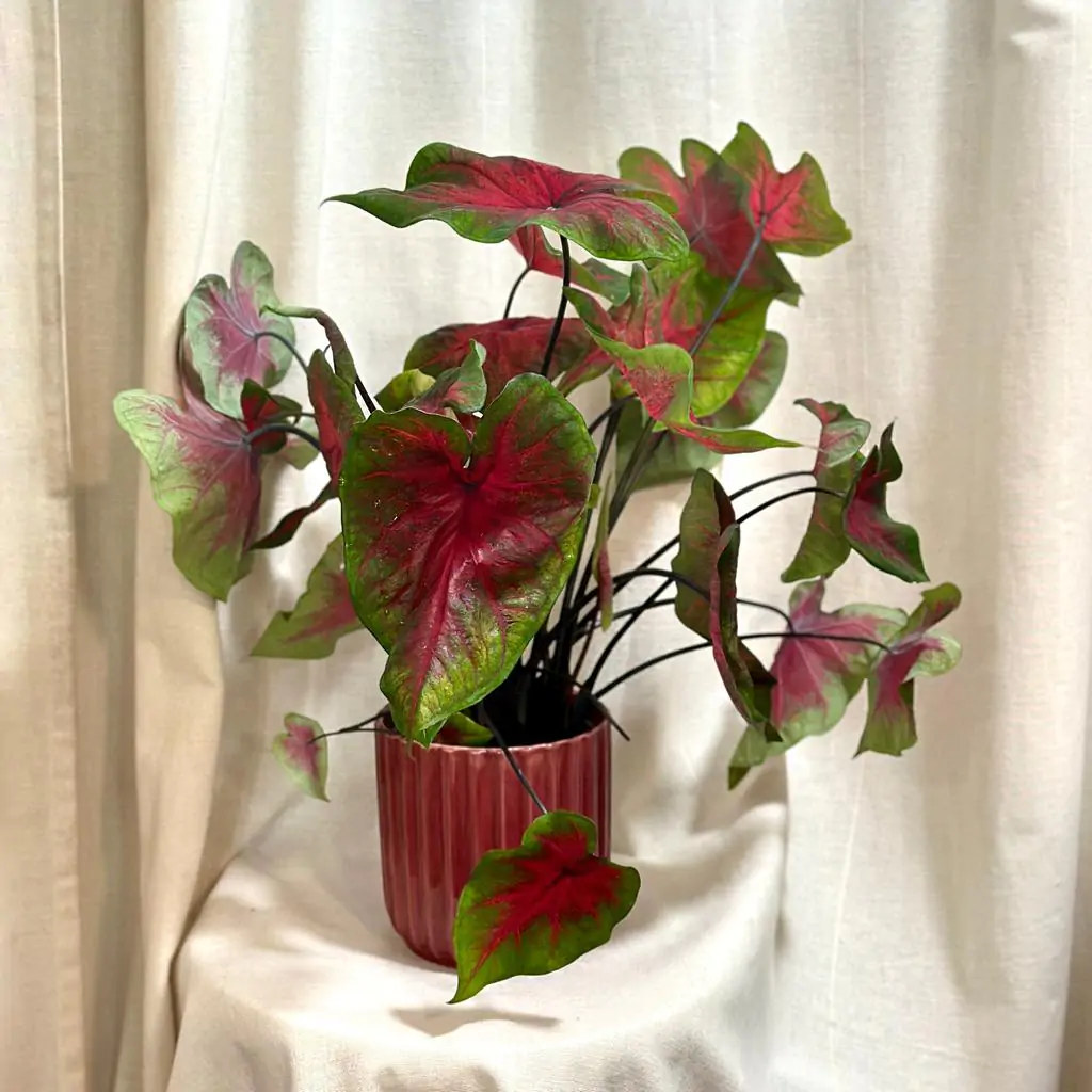 Caladium ‘Freida Hemple’ veľké